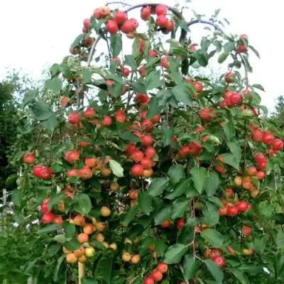 Яблоня ХЮВИНГИЕНЗИС декоративная в Барановичах