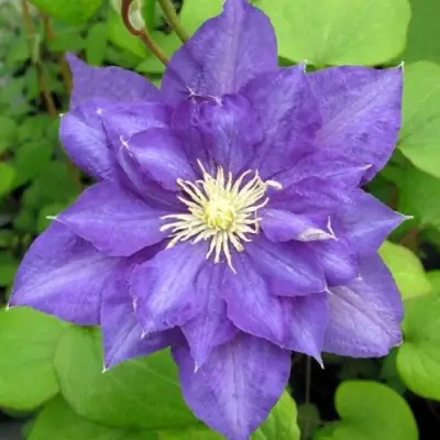 Клематис БЬЮТИ ОФ ВОЧЕСТЕР в Барановичах