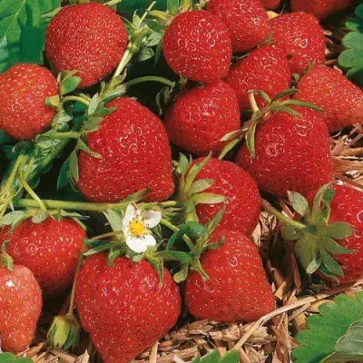 Клубника ФЛОРЕНС в Барановичах