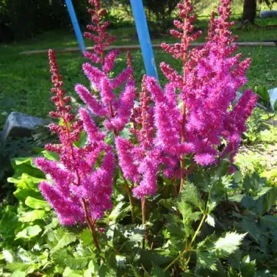 Астильба ЭЛИЗАБЕТ ВАН ВИН японская в Барановичах