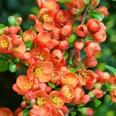 Айва ОРАНЖ ТРЕЙЛ в Барановичах