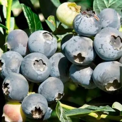 Голубика ЧАНДЛЕР в Барановичах