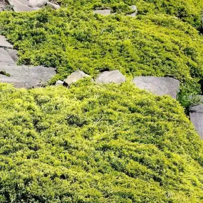 Можжевельник ГОЛДЕН КАРПЕТ горизонтальный  в Барановичах