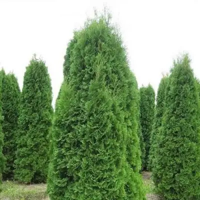 Туя КОЛУМНА западная в Барановичах