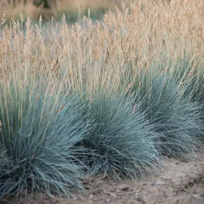 Овсяница АЙСФОГЕЛЬ сизая в Барановичах