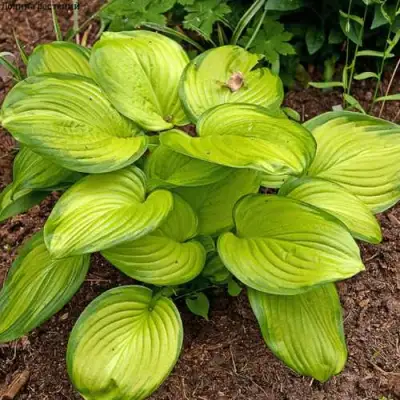 Хоста СТЕЙНД ГЛАСС гибридная в Барановичах