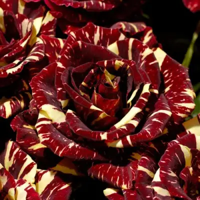 Роза АБРАКАДАБРА чайно-гибридная в Барановичах