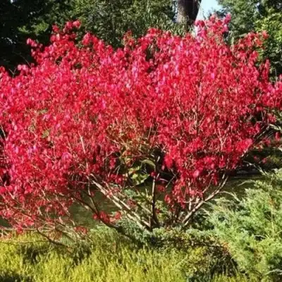 Бересклет ЕВРОПЕЙСКИЙ в Барановичах