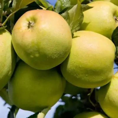 Яблоня МУТСУ в Барановичах