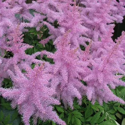 Астильба ГИАЦИНТ Арендса в Барановичах