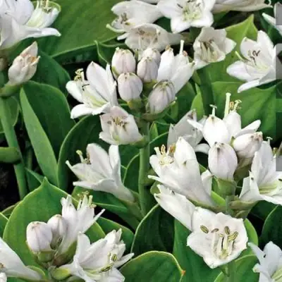 Хоста МОНСТЕР ИРЗ гибридная в Барановичах