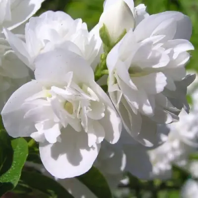 Жасмин ЖИРАНДОЛЬ в Барановичах