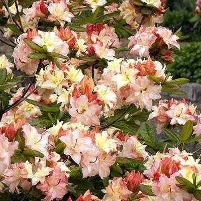 Азалия КЭННОНС ДАБЛ листопадная в Барановичах