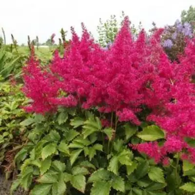 Астильба САННИ ДЕЙ гибридная в Барановичах