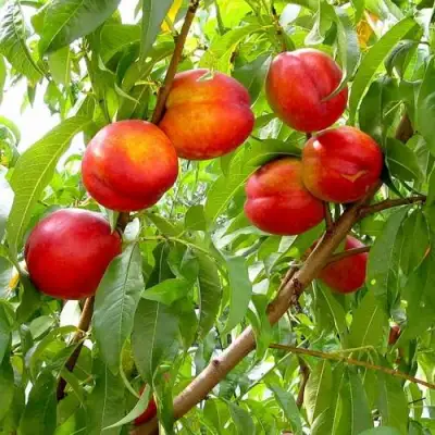 Нектарин ХАРБЛЕЙЗ в Барановичах