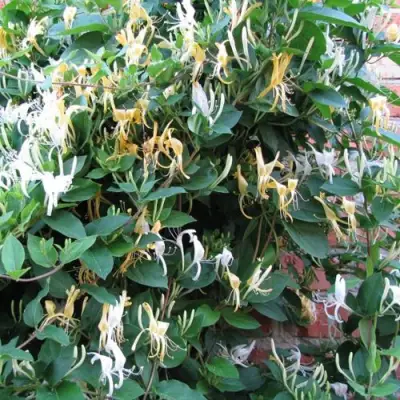 Жимолость ХАЛЛИАНА японская (Хелиана) в Барановичах