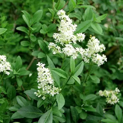 Бирючина обыкновенная АТРОВИРЕНС в Барановичах