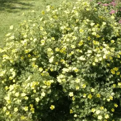 Лапчатка КЛОНДАЙК кустарниковая в Барановичах