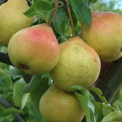 Груша ПАМЯТЬ ЯКОВЛЕВА в Барановичах
