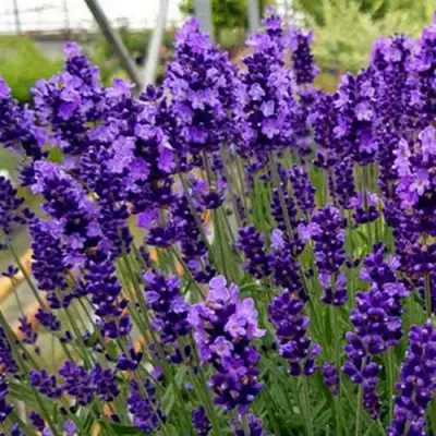 Лаванда ХИДКОТ БЛЮ узколистная в Барановичах