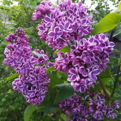 Сирень СЕНСАЦИЯ в Барановичах