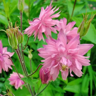 Аквилегия БАРЛОУ ПИНК гибрид МакКаны в Барановичах