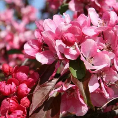 Яблоня РУДОЛЬФ декоративная  в Барановичах