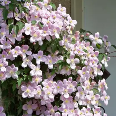 Клематис ГОРНЫЙ в Барановичах