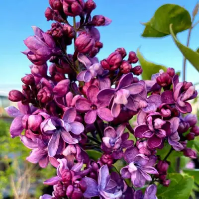 Сирень ВИОЛЕТТА в Барановичах