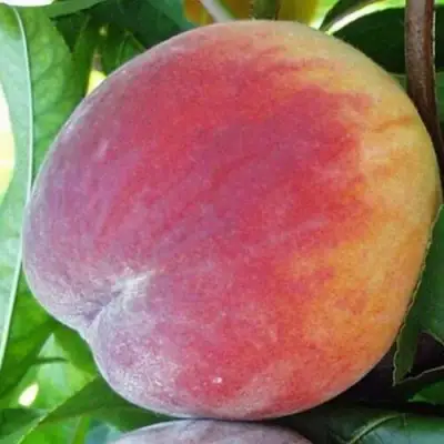 Персик ТОП СВИТ в Барановичах