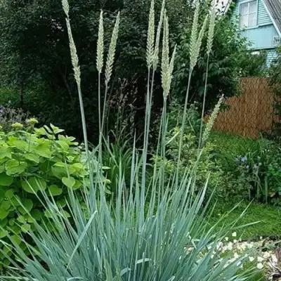 Элимус БЛЮ ДЮН песчаный в Барановичах