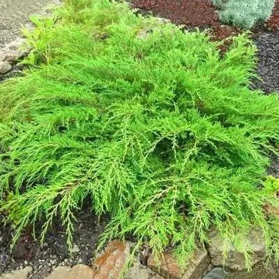 Микробиота ЯКОБСЕН перекрестнопарная в Барановичах