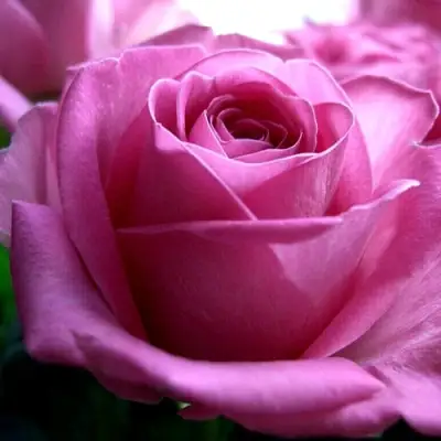 Роза ЭЙФЕЛЕВА БАШНЯ чайно-гибридная в Барановичах