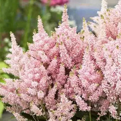 Астильба ЮНИК САЛМОН гибридная в Барановичах