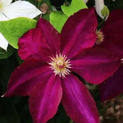 Клематис МАЗОВШЕ в Барановичах