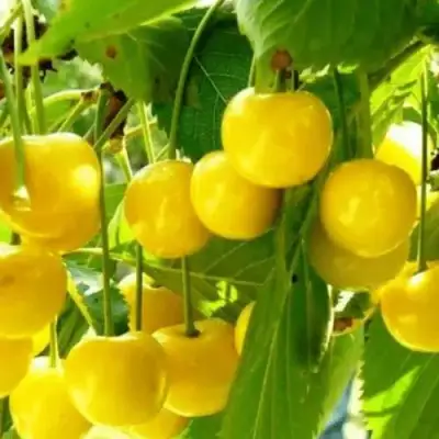 Черешня ПОДСНЕЖНИК в Барановичах