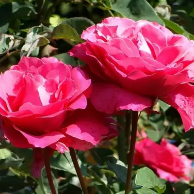 Роза ВИЕН РОУЗ чайно-гибридная в Барановичах