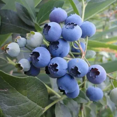 Голубика ЛЕГАЦИЯ в Барановичах