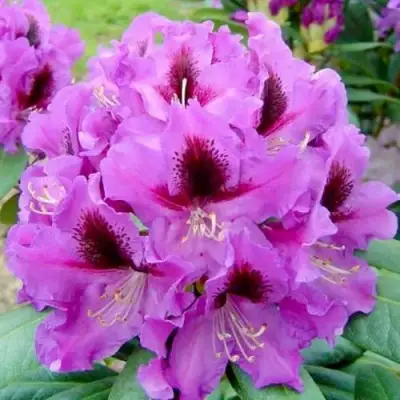 Рододендрон РАСПУТИН в Барановичах