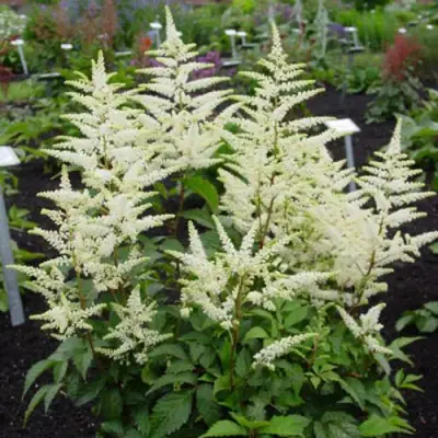 Астильба БРАУТШЛЕЙЕР Арендса в Барановичах