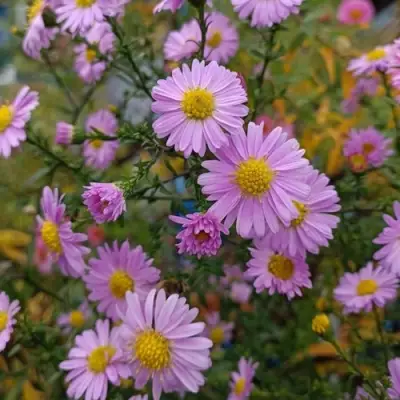 Астра СТРОУБЕРРИ ЭНД КРИМ новобельгийская в Барановичах