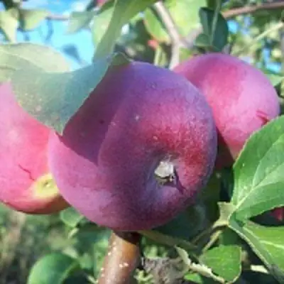 Яблоня СЕРЕБРЯНОЕ КОПЫТЦЕ в Барановичах