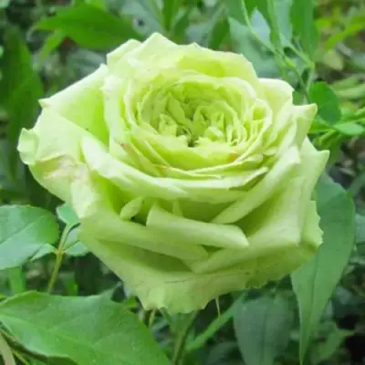 Роза СУПЕР ГРИН чайно-гибридная в Барановичах