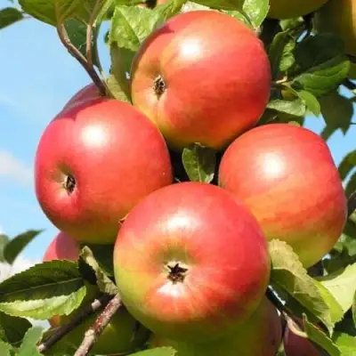 Яблоня ФРИДОМ в Барановичах