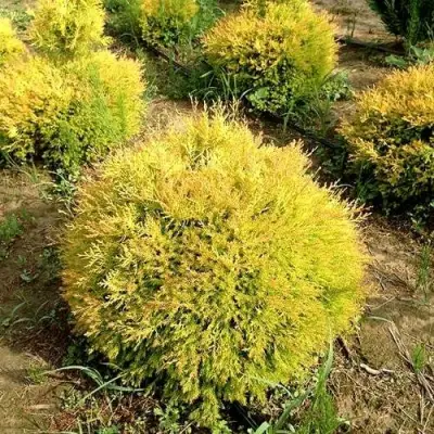 Туя ГЛОБОЗА АУРЕА западная в Барановичах