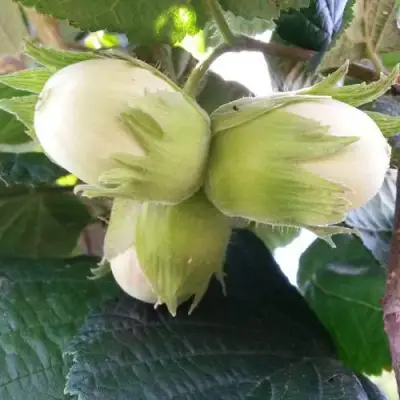 Фундук ЮННАТ в Барановичах