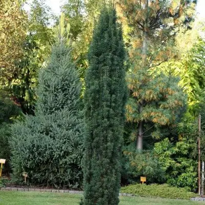 Тис ВОЙТЕК средний  в Барановичах