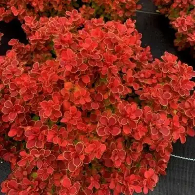 Барбарис РЕД ХОТ ЧИЛИ тунберга в Барановичах