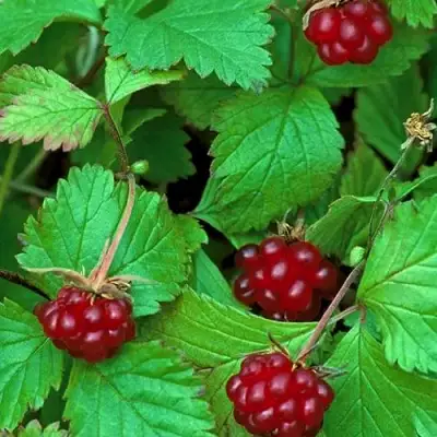 Княженика АУРА в Барановичах