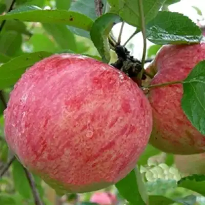 Яблоня ШТРИФЕЛЬ в Барановичах